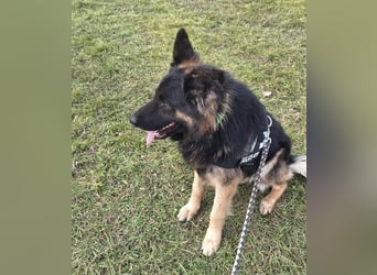 ZEUS durfte nie ankommen