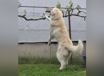 LEON 2 ein sanfter Riese LEON 2 ein sanfter Riese