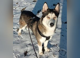 JACKIE braucht dringend ein Zuhause