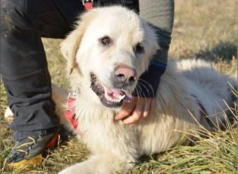 LEON 2 ein sanfter Riese LEON 2 ein sanfter Riese