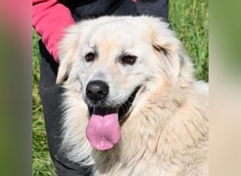 LEON 2 ein sanfter Riese LEON 2 ein sanfter Riese