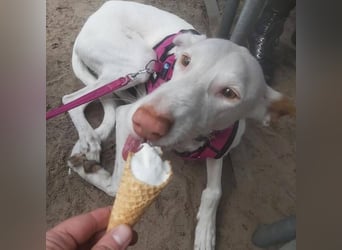 MILKY , weiße Schönheit