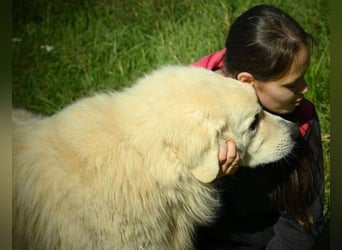 LEON 2 ein sanfter Riese LEON 2 ein sanfter Riese