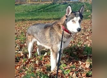 JACKIE braucht dringend ein Zuhause