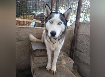 MADDOX sucht streichelnde Hände