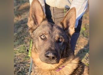 OSCAR wurde herzlos ausgesetzt