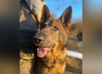 OSCAR wurde herzlos ausgesetzt