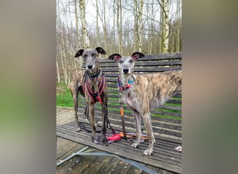 MINA , Galgo sucht ein Zuhause