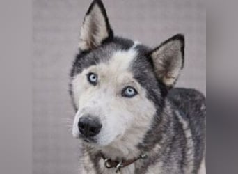 MADDOX sucht streichelnde Hände