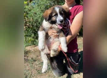 MAGGIE ist eine zauberhaftes Hundemädchen