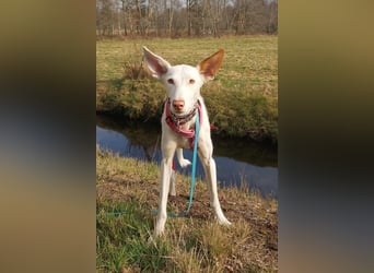 MILKY , weiße Schönheit