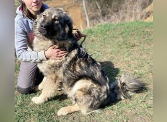 ASTA liebt Menschen sehr