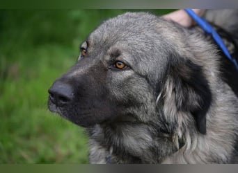 ASTA liebt Menschen sehr