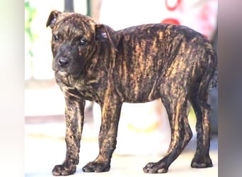 CHIARA, kleines Hundekind in Lebensgefahr CHIARA, kleines Hundekind in Lebensgefahr