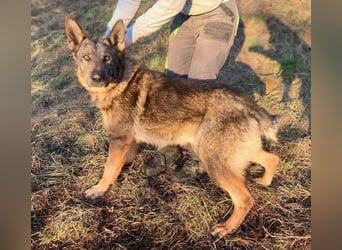OSCAR wurde herzlos ausgesetzt