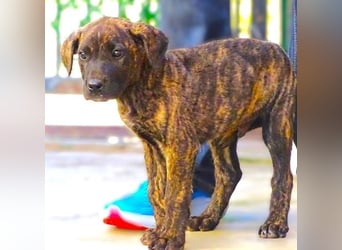 CARLOS,  sein junges Leben schon in Gefahr CARLOS,  sein junges Leben schon in Gefahr