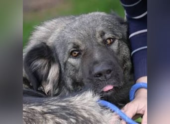 ASTA liebt Menschen sehr