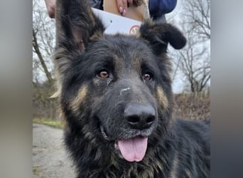 ZEUS durfte nie ankommen