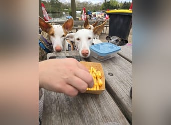 MILKY , weiße Schönheit