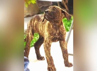 CARLOS,  sein junges Leben schon in Gefahr CARLOS,  sein junges Leben schon in Gefahr