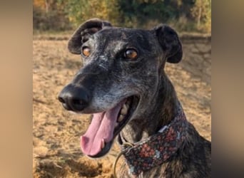 MINA , Galgo sucht ein Zuhause