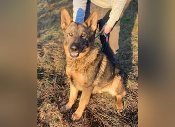 OSCAR wurde herzlos ausgesetzt