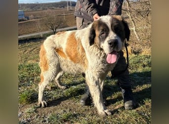 BETTY 2 - Wer zeigt ihr wie schön das Leben sein kann