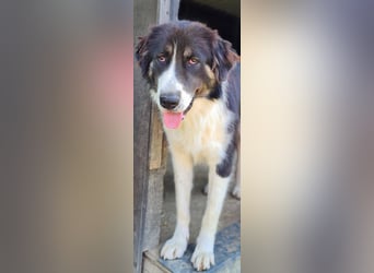 KODA sehnt sich nach einem Zuhause