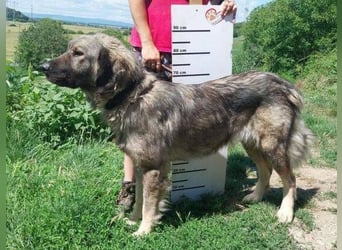 ASTA liebt Menschen sehr