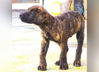 CARLOS,  sein junges Leben schon in Gefahr CARLOS,  sein junges Leben schon in Gefahr