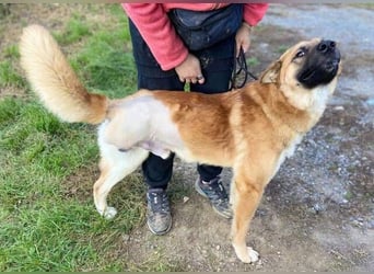 OREIAS musst schon viel aushalten