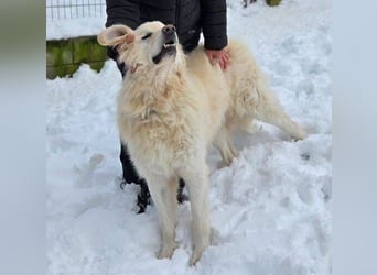 LEON 2 ein sanfter Riese