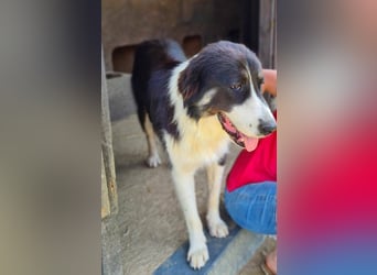 KODA sehnt sich nach einem Zuhause