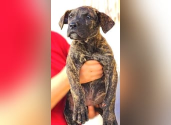 CHIARA, kleines Hundekind in Lebensgefahr CHIARA, kleines Hundekind in Lebensgefahr