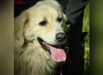 LEON 2 ein sanfter Riese LEON 2 ein sanfter Riese