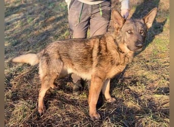 OSCAR wurde herzlos ausgesetzt