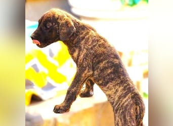 CARLOS,  sein junges Leben schon in Gefahr CARLOS,  sein junges Leben schon in Gefahr