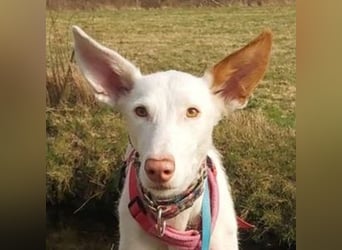 MILKY , weiße Schönheit