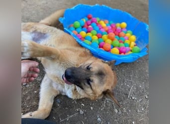 OREIAS musst schon viel aushalten