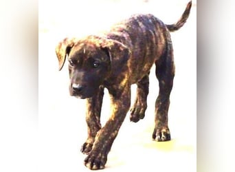 CARLOS,  sein junges Leben schon in Gefahr CARLOS,  sein junges Leben schon in Gefahr