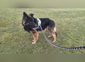 ZEUS durfte nie ankommen