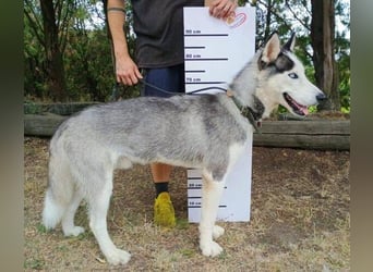 MADDOX sucht streichelnde Hände MADDOX sucht streichelnde Hände