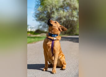 Wunderbarer Mandarin sucht ihre Familie