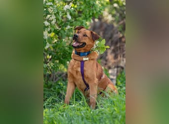 Wunderbarer Mandarin sucht ihre Familie