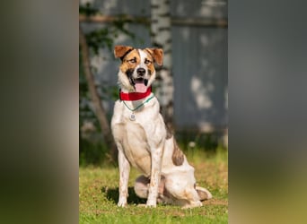 Verspielter Mario sucht aktives Zuhause