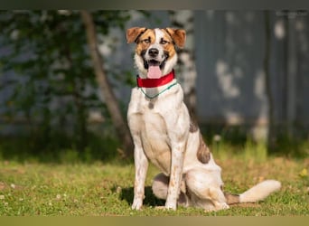 Verspielter Mario sucht aktives Zuhause
