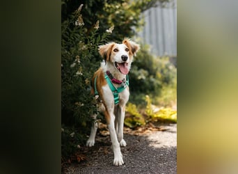 Fröhlicher Asik sucht sein Zuhause