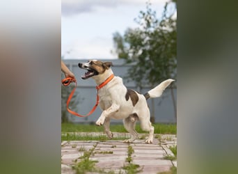 Verspielter Mario sucht aktives Zuhause