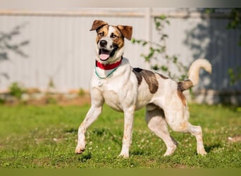 Verspielter Mario sucht aktives Zuhause