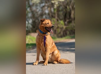 Wunderbarer Mandarin sucht ihre Familie